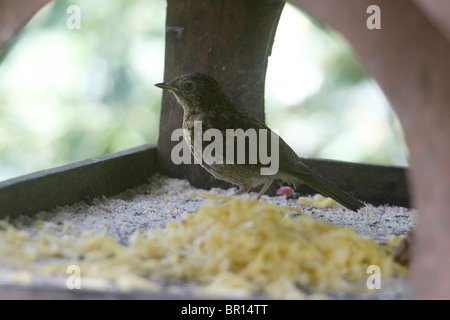 Turdus Merula mirlo hembra alimentándose en un ave de tabla en un jardín interno Foto de stock