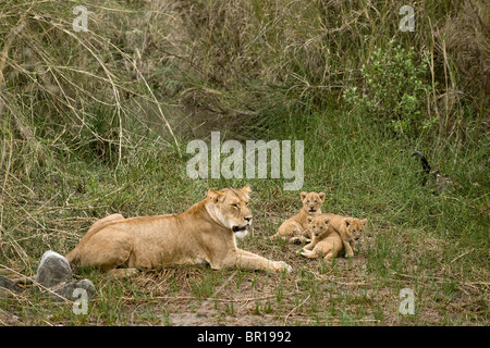 Leona y sus cachorros en el Serengeti, Tanzania, África Foto de stock