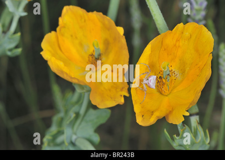 Flor de araña cangrejo (Thomisus onustus) para acechar la presa sobre fondo amarillo de la flor hornpoppy en verano Foto de stock