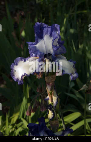 Iris negritas, barbudo Foto de stock