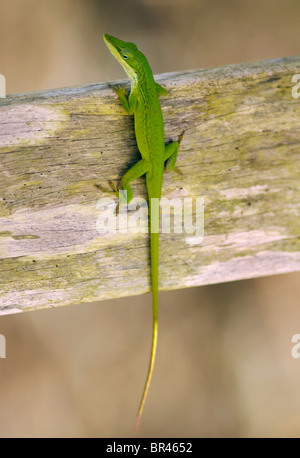 Un lagartijo verde se deleita en Santuario de Corkscrew Swamp cerca de Naples, Florida. Foto de stock