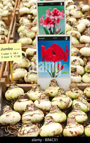 Amaryllis bulbs on sale dutch fotografías e imágenes de alta resolución -  Alamy