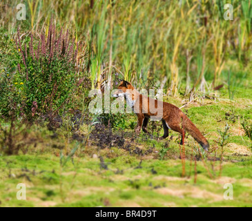 Wild Zorro Rojo (Vulpes vulpes) en el vagabundeo en la campiña Warwickshire