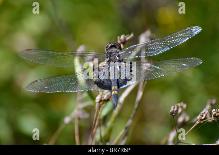Dragonfly (tramea lacerata) Negro alforjas Foto de stock