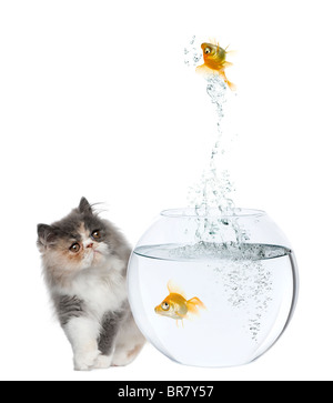 Gatito persa, de 3 meses de edad, viendo goldfish saltar fuera de plato de pescado delante de un fondo blanco Foto de stock