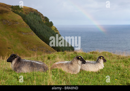 Ovejas descansando sobre las verdes colinas de la isla Runde en Herøy kommune, Møre og Romsdal, la costa oeste de Noruega.