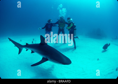 Padre e hijos observar tiburones de arrecife caribeño. {Carcharhinus perezi} Bahamas. Modelo liberado. Foto de stock