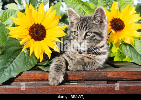 Gatito gato doméstico entre girasoles Fotografía de stock - Alamy