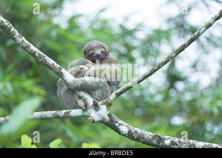 Perezoso de tres dedos (Bradypus variegatus) sentado en un árbol, el Arenal, La Fortuna, Costa Rica, Centroamérica