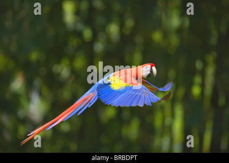 Guacamaya Roja (Ara macao) en vuelo, el Parque Nacional Corcovado, Península de Osa, Costa Rica, Centroamérica