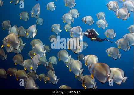 Un fotógrafo submarino tomando fotografías en una escuela de Batfish de Shark Reef Ras Mohammed mar rojo Foto de stock