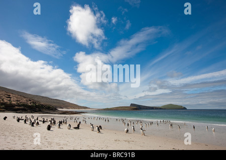 Playa Hermosa, en el extremo sur de la isla de despojos, con Gentoo y pingüinos magallánicos yendo y viniendo a la mar, Islas Malvinas Foto de stock