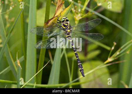 Golden Dragonfly, Cordulegaster boltonii anillado Foto de stock