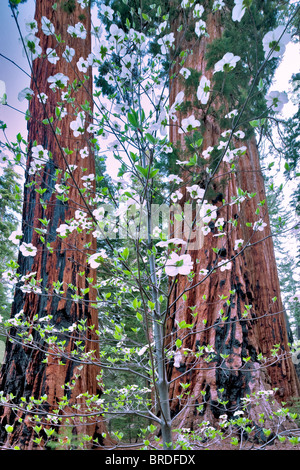 Pacific Cornejo (Cornus nuttallii) y la secoya gigante (Sequoiadendron giganteum). Sequoia National Park, California Foto de stock
