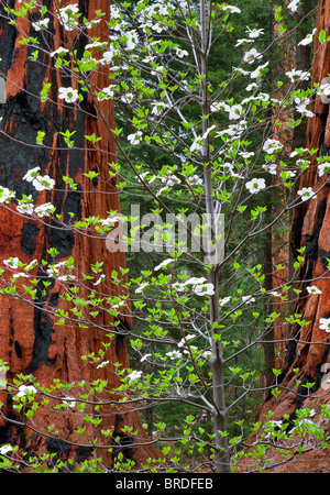 Pacific Cornejo (Cornus nuttallii) y la secoya gigante (Sequoiadendron giganteum). Sequoia National Park, California Foto de stock