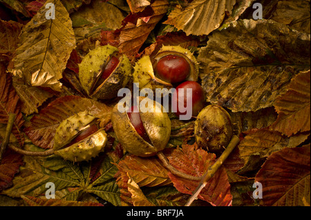 Caído conkers acostado en hojas Foto de stock