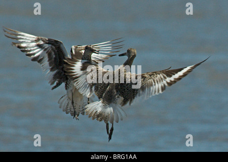 Willet-catoptrophorus semipalmatus-defender el territorio de alimentación durante la migración del cangrejo herradura-Bahía Delaware-2008 Willet-catoptrophorus semipalmatus-defender el territorio de alimentación durante la migración del cangrejo herradura-Bahía Delaware-2008