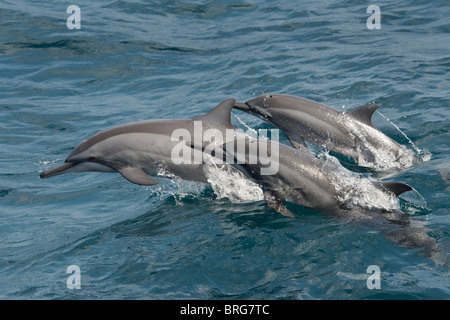 Hawaiian/grises, Delfines, Stenella longirostris, porpoising, Maldivas, Océano Índico. Foto de stock