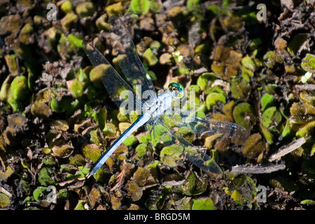 Dragonfly, Azul raspador o Pachydiplax longipennis, descansando sobre el tallo de una planta a Sabine National Wildlife Refuge, Louisiana.
