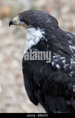 Serpiente Black-Breasted Eagle