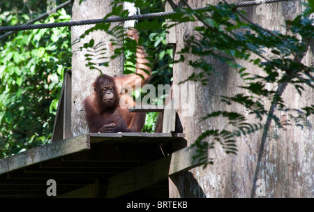 Un orangután se ve en el Centro de Rehabilitación de Sepilok en Borneo de Sabah, en Malasia Foto de stock