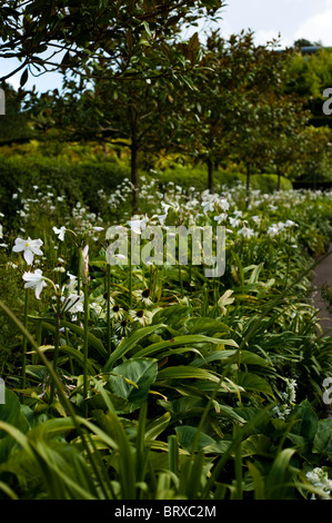 Borde de flores blancas en el proyecto Eden en Cornualles, Reino Unido