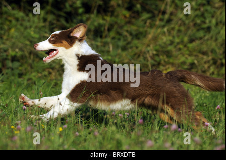 Pastor Australiano (Canis lupus familiaris). Perro joven corriendo en una pradera. Foto de stock