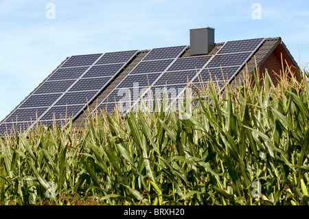 Laberinto cultivadas para la producción de biogás cerca de una casa equipada con paneles de energía solar