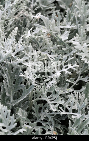 Senecio cineraria cineraria maritima plata polvo perenne mediterránea ampliamente cultivada como anual de plata como hojas de fieltro Foto de stock
