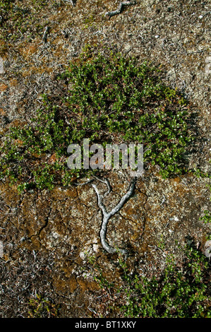 El abedul enano (Betula nana). En la tundra arbusto enano ly normalmente en el suelo. Este tiene la forma de un árbol de hoja caduca.