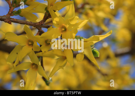 Invierno (Forsythia Forsythia x intermedia) que florece en primavera. Arbusto de jardín. Foto de stock