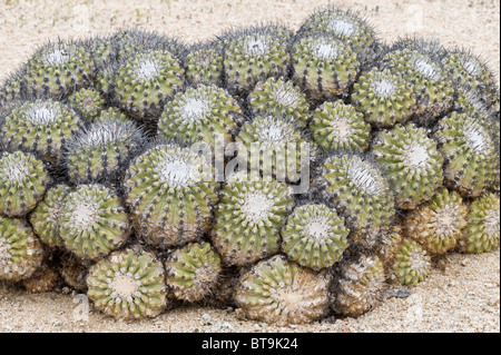 Copiapoa cinerascens cactus crece en el Parque Nacional Pan de Azucar, Atacama (III) Chile América del Sur Foto de stock