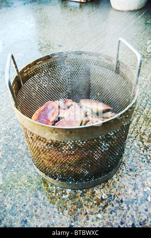 Cangrejo fresco capturados localmente desde el oeste en Mersea Essex, en la cuchara, listo para ser cocinado antes de ser servido en el cobertizo de la empresa Foto de stock