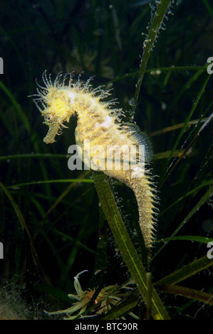 Macho de hipocampo espinosas. Hippocampus guttulatus. Entre eelgrass, Zostera marina. Studland bay Dorset, Reino Unido Agosto.
