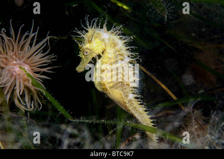 Caballito de mar espinosos. Hippocampus guttulatus, entre eelgrass, Zostera marina. Studland bay Dorset, Agosto. macho.