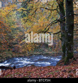 Coed y Brenin Forest Park en Snowdonia en otoño. Foto de stock