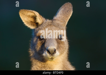 El canguro gris oriental (Macropus giganteus) Foto de stock