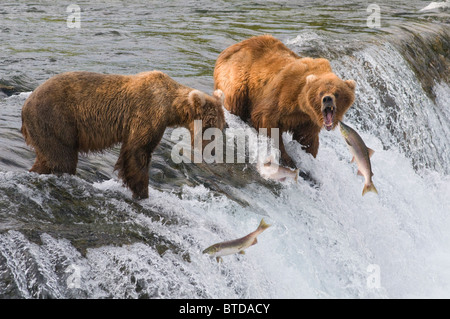 Tres salmones sockeye saltar en frente de dos osos pardos adultos de pie en la parte superior de Brooks Falls, Parque Nacional Katmai, Alaska Foto de stock
