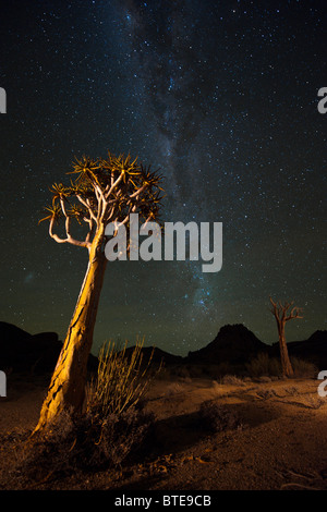 Temblar los árboles (Aloe dichotoma) con una noche estrellada en el fondo Foto de stock