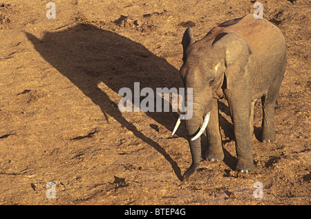 Elefante con larga sombra en la tarde al Arca lamer sal Parque Nacional Aberdares Kenia África Oriental Foto de stock