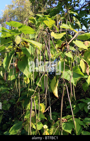 Bean indio, Catalpa bignonioides árbol creciendo en Surrey, Inglaterra