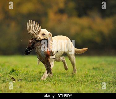 Labrador retriever recuperando un disparo faisán