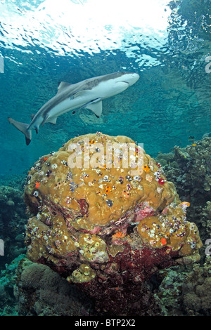 Blacktip reef shark, Carcharhinus melanopterus, nadar en arrecifes de coral poco profundos a través de una cabeza que está lleno de gusanos árbol de Navidad Foto de stock