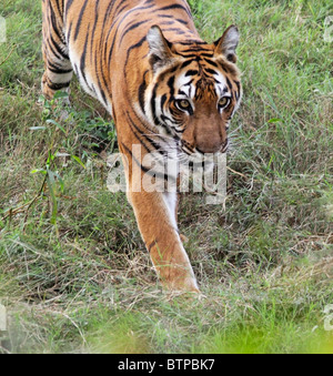 Alerta Tigre caminando dentro del receptáculo del zoológico en Nueva Delhi, India Foto de stock