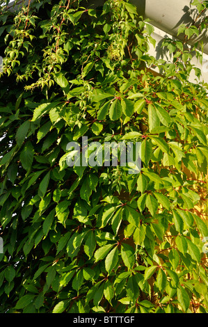 Virginia creeper (parthenocissus quinquefolia) Foto de stock