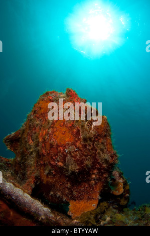 Un gigante de color naranja Frogfish, Antennarius commerson, en la parte superior de una estructura de arrecife artificial, Mabul, Sabah, Malasia Foto de stock