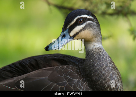Closeup retrato de un pato negro pacífico (Anas superciliosa) cabeza Foto de stock