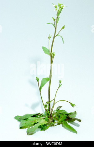 Thale berro (Arabidopsis thaliana), planta con flores, studio picture. Foto de stock