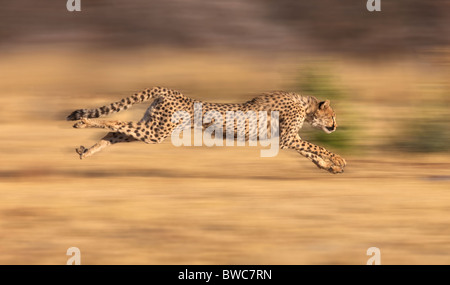 Cheetah persiguiendo la presa en pleno apogeo, Namibia