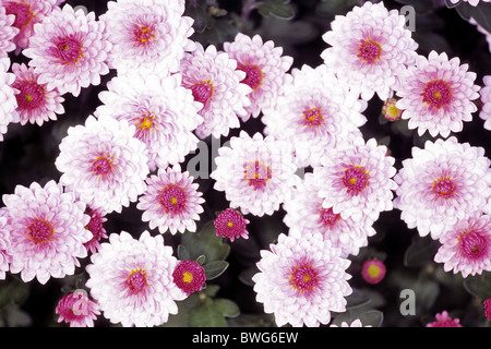El Crisantemo (Chrysanthemum sp.) variedad: Bodeo, floración. Foto de stock